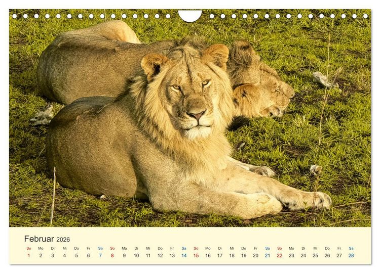 Produktbild: Safari in Kenia (Wandkalender 2026 DIN A4 quer), CALVENDO Monatskalender