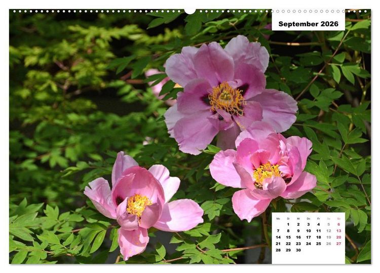 Produktbild: Zauber der P&auml;onien-Bl&uuml;te (hochwertiger Premium Wandkalender 2026 DIN A2 quer), Kunstdruck in Hochglanz