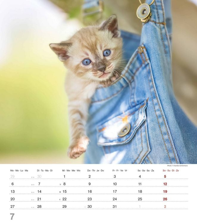 Produktbild: Niedliche Katzenkinder 2026 - Wand-Kalender - Tier-Kalender - 30x34