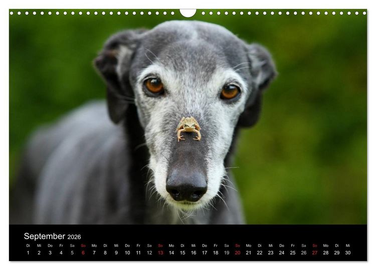 Produktbild: Der Windhundekalender (Wandkalender 2026 DIN A3 quer), CALVENDO Monatskalender