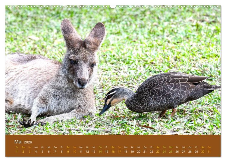 Produktbild: K&auml;ngurus, sprunghafte Gesellen (hochwertiger Premium Wandkalender 2026 DIN A2 quer), Kunstdruck in Hochglanz