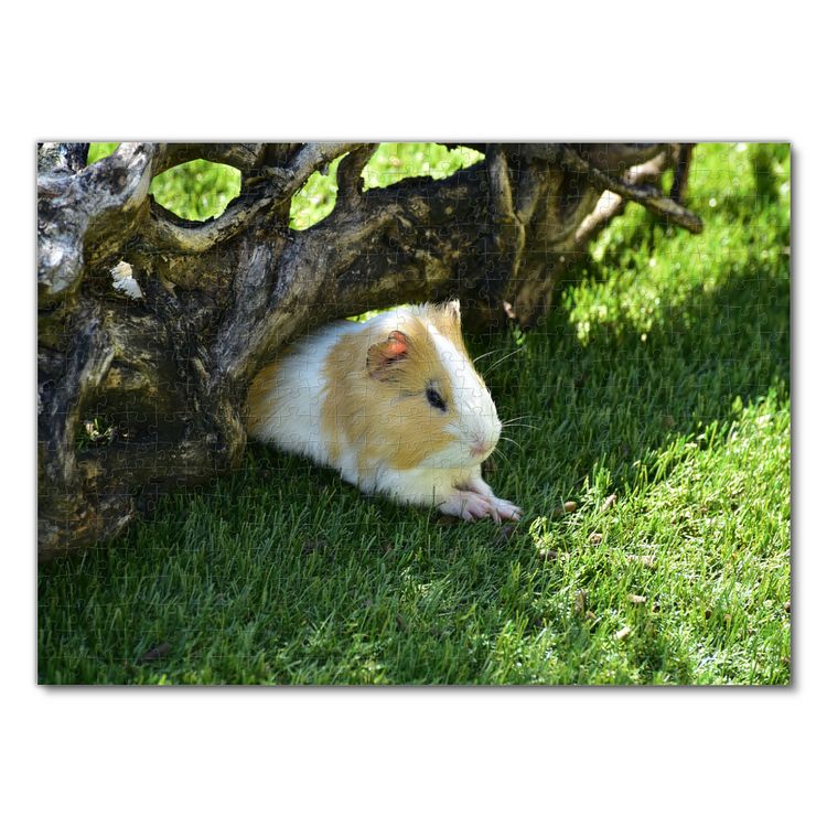 Produktbild: Lais Puzzle Meerschweinchen 500 Teile