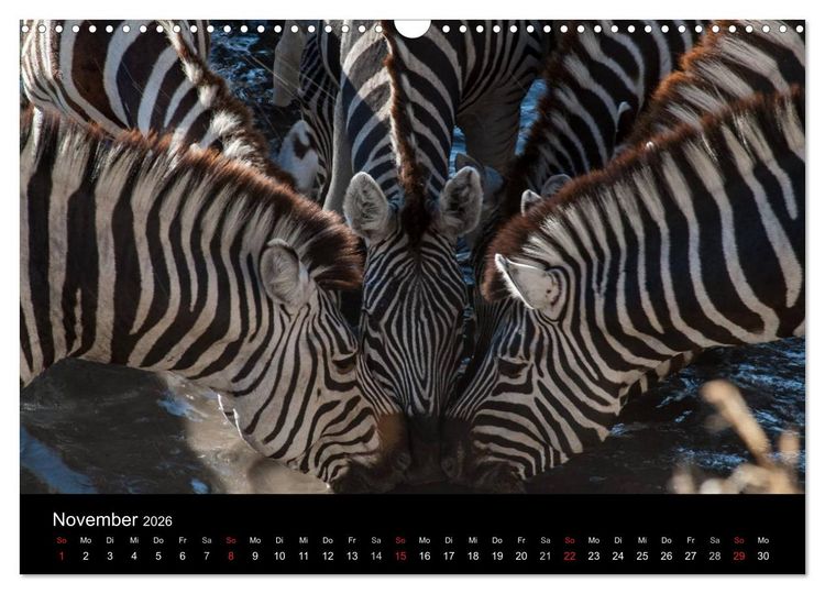 Produktbild: Zebras - Faszination der Streifen (Wandkalender 2026 DIN A3 quer), CALVENDO Monatskalender