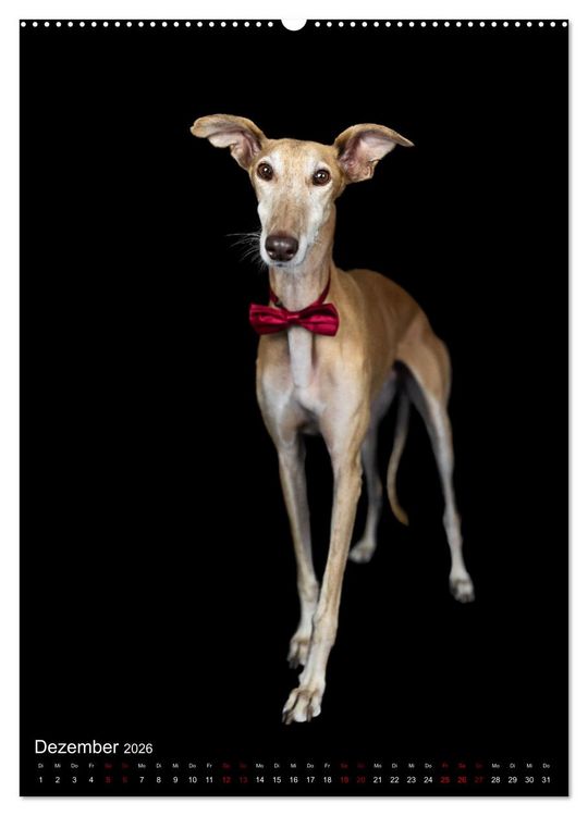 Produktbild: Hundeportraits - Monatskalender (Wandkalender 2026 DIN A2 hoch), CALVENDO Monatskalender