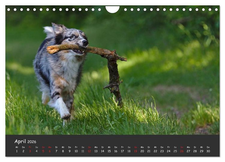 Produktbild: Australian Shepherd - Augenblicke (Wandkalender 2026 DIN A4 quer), CALVENDO Monatskalender