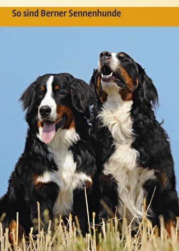Produktbild: Berner Sennenhund