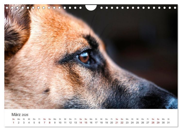Produktbild: Sch&auml;ferhunde - Die gutm&uuml;tigen Wegbegleiter. (Wandkalender 2026 DIN A4 quer), CALVENDO Monatskalender