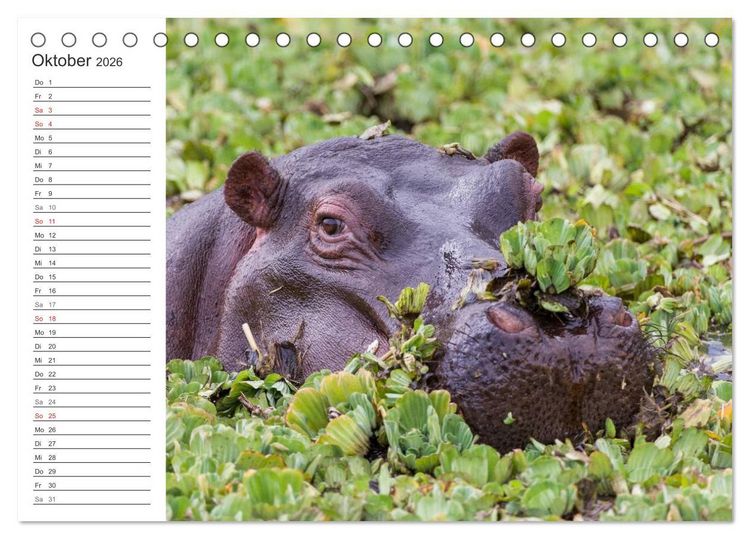 Produktbild: Emotionale Momente: Nilpferde hautnah (Tischkalender 2026 DIN A5 quer), CALVENDO Monatskalender