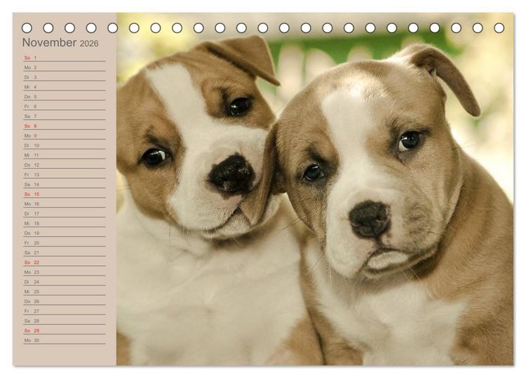 Produktbild: American Staff und Co. (Tischkalender 2026 DIN A5 quer), CALVENDO Monatskalender