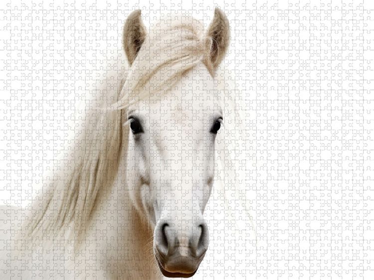 Produktbild: CALVENDO Puzzle Ein Motiv aus dem Kalender "Only white animals" | 1000 Teile Lege-Gr&ouml;&szlig;e 64x48cm Foto-Puzzle f&uuml;r gl&uuml;ckliche Stunden