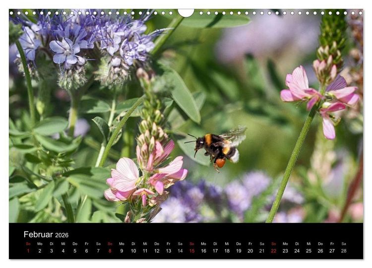 Produktbild: Hummelflug (Wandkalender 2026 DIN A3 quer), CALVENDO Monatskalender