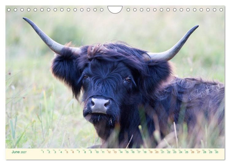 Produktbild: The Hairy Cow Calendar (Wall Calendar 2027 DIN A4 landscape), CALVENDO 12 Month Wall Calendar