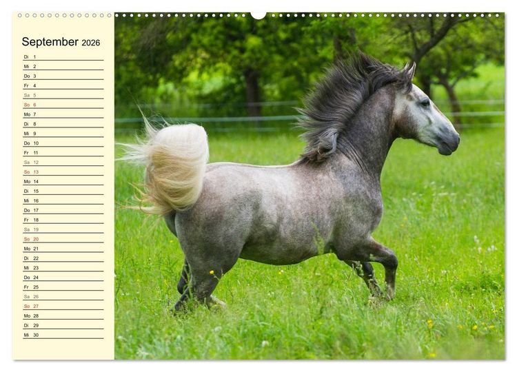 Produktbild: Traumpferd Lipizzaner (Wandkalender 2026 DIN A2 quer), CALVENDO Monatskalender