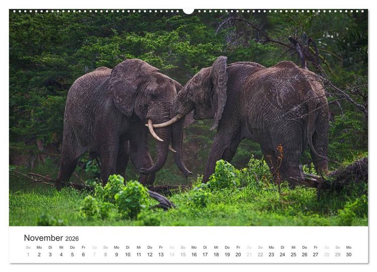 Produktbild: Elefanten - Sanfte Riesen in Afrika (hochwertiger Premium Wandkalender 2026 DIN A2 quer), Kunstdruck in Hochglanz