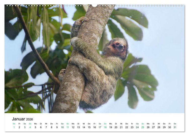 Produktbild: Costa Rica - Tropische Tierwelt (Wandkalender 2026 DIN A2 quer), CALVENDO Monatskalender