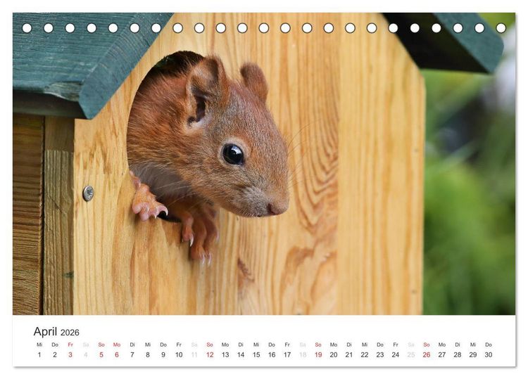 Produktbild: Eichh&ouml;rnchen Kinder (Tischkalender 2026 DIN A5 quer), CALVENDO Monatskalender