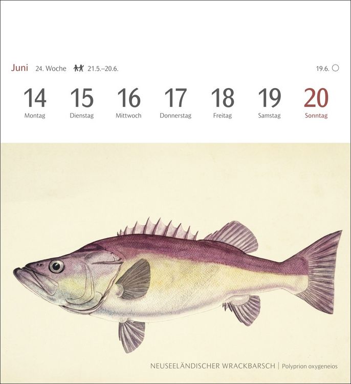 Produktbild: Fische Postkartenkalender 2027 - Postkartenkalender mit 53 historischen Zeichnungen