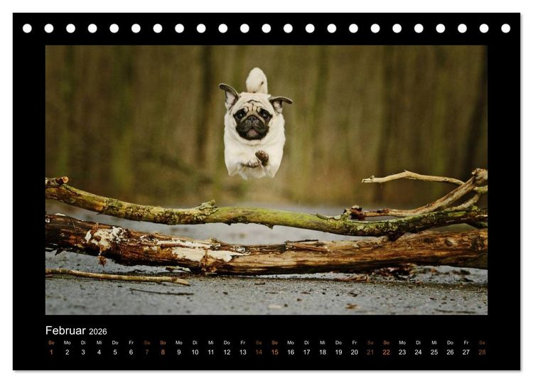 Produktbild: Der Feldfurchen-Mops (Tischkalender 2026 DIN A5 quer), CALVENDO Monatskalender
