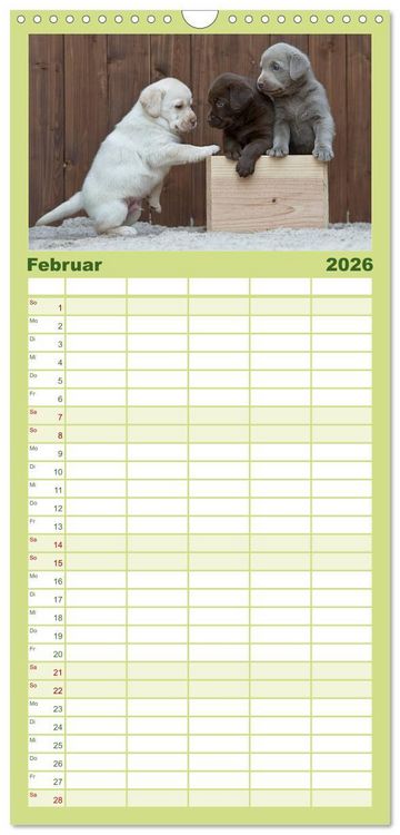 Produktbild: Familienplaner 2026 - Labrador Welpen mit 5 Spalten (Wandkalender, 21 x 45 cm) CALVENDO