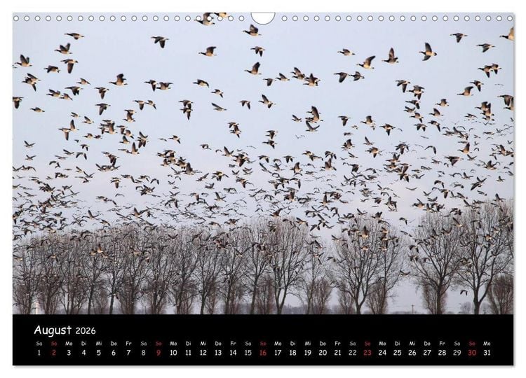 Produktbild: Schrei der Wildg&auml;nse (Wandkalender 2026 DIN A3 quer), CALVENDO Monatskalender