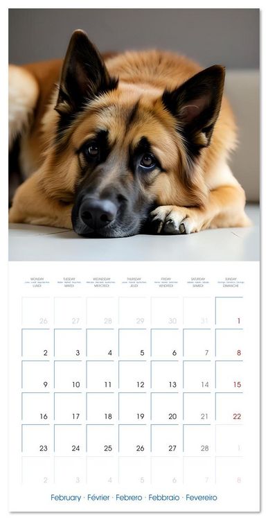 Produktbild: German Shepherds around the year (Wall Calendar 2026 12 &times; 12 Inch) CALVENDO 12 Month Wall Calendar