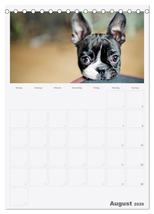Produktbild: Boston Terrier der Hund 2026 (Tischkalender 2026 DIN A5 hoch), CALVENDO Monatskalender