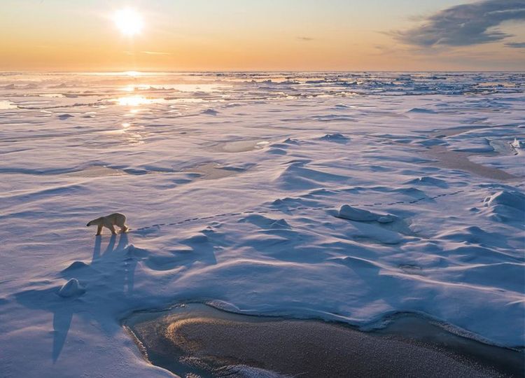 Produktbild: FROZEN PLANET - EISIGE WELTEN II [2 DVDs]