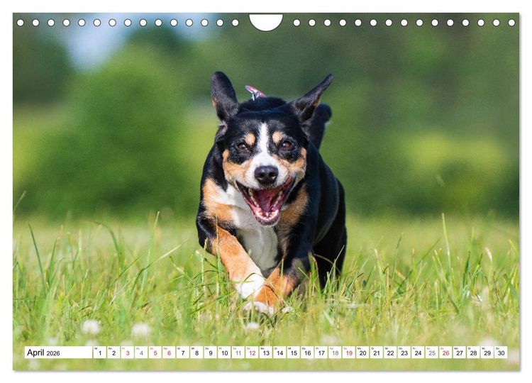 Produktbild: Schweizer Sennenhunde - die Hunde aus den Schweizer Alpen (Wandkalender 2026 DIN A4 quer), CALVENDO Monatskalender