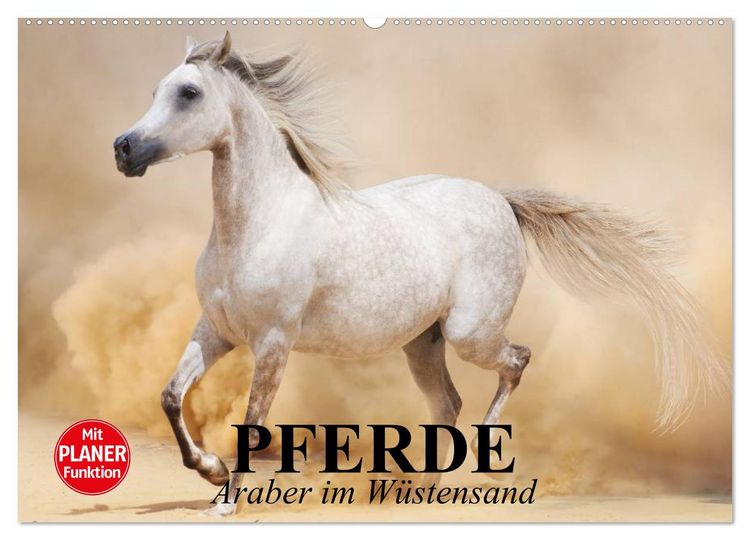 Produktbild: Pferde. Araber im W&uuml;stensand (Wandkalender 2026 DIN A2 quer), CALVENDO Monatskalender