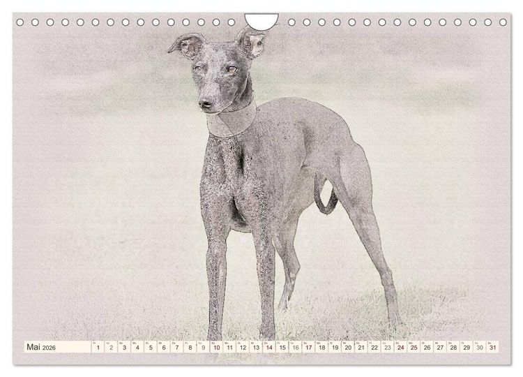 Produktbild: Whippet 2026 (Wandkalender 2026 DIN A4 quer), CALVENDO Monatskalender
