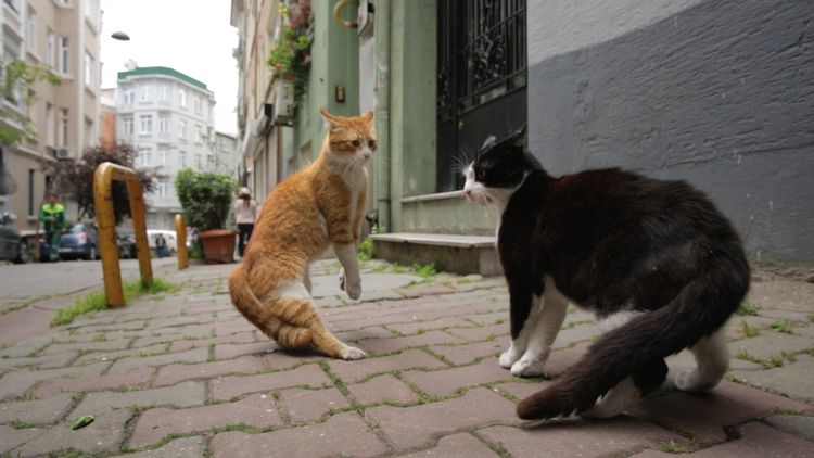 Produktbild: Kedi - Von Katzen und Menschen