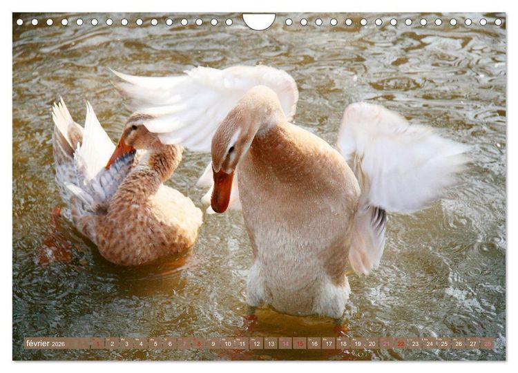 Produktbild: D'adorables nageurs &agrave; plumes (Calendrier mural 2026 DIN A4 vertical), CALVENDO calendrier mensuel