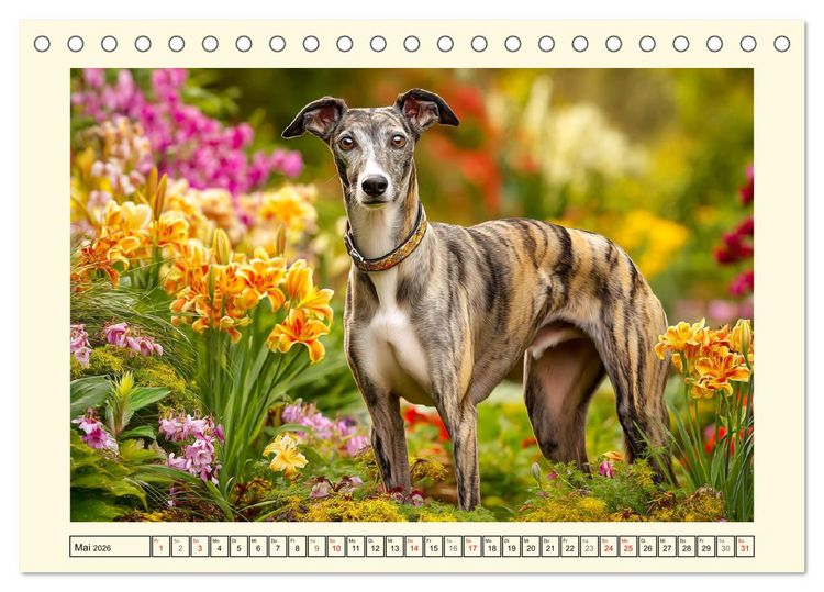 Produktbild: Whippet Wunder. Grazile Hunde mit sanfter Kraft und feiner Seele (Tischkalender 2026 DIN A5 quer), CALVENDO Monatskalender