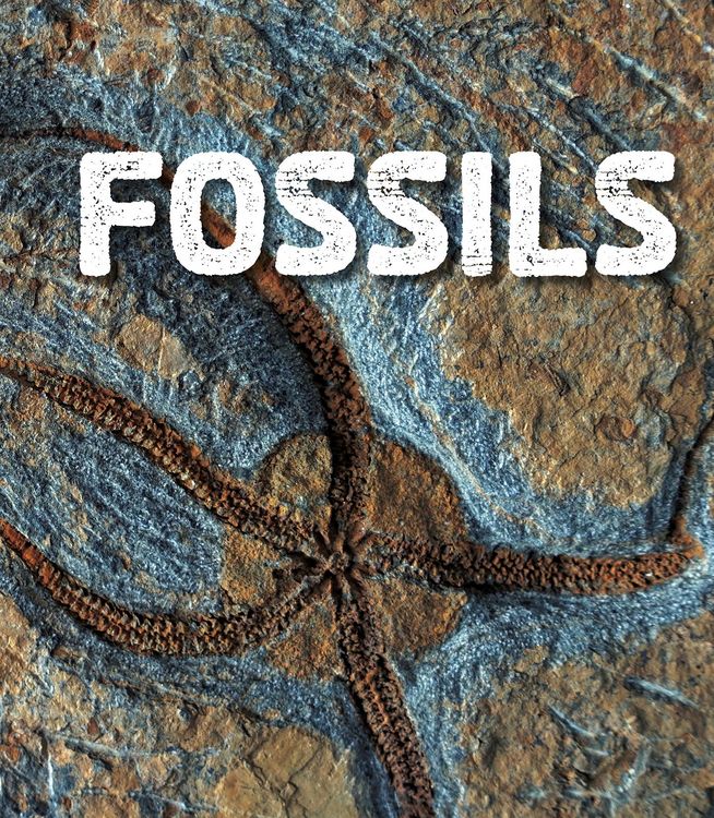 Produktbild: Fossils