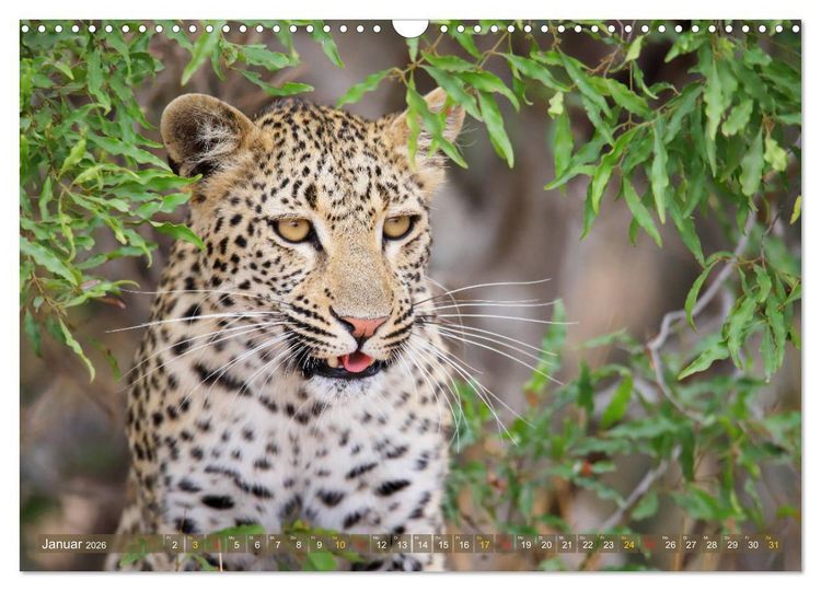 Produktbild: L&ouml;wen und Leoparden - Begegnungen in Afrika (Wandkalender 2026 DIN A3 quer), CALVENDO Monatskalender