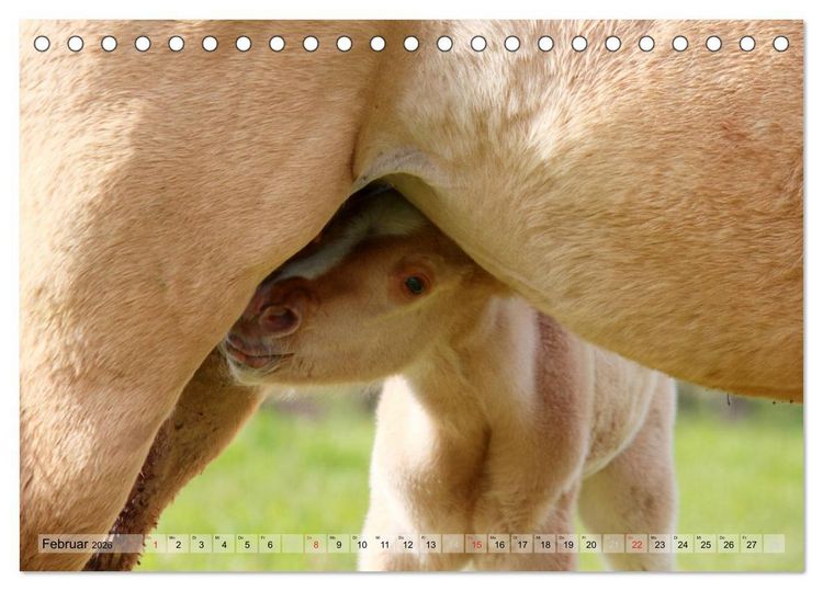 Produktbild: Pferdekinder - Fohlen haben ihren ganz eigenen Charme (Tischkalender 2026 DIN A5 quer), CALVENDO Monatskalender