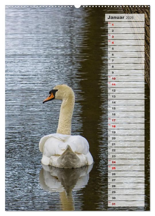 Produktbild: Stolze Schw&auml;ne (Wandkalender 2026 DIN A2 hoch), CALVENDO Monatskalender