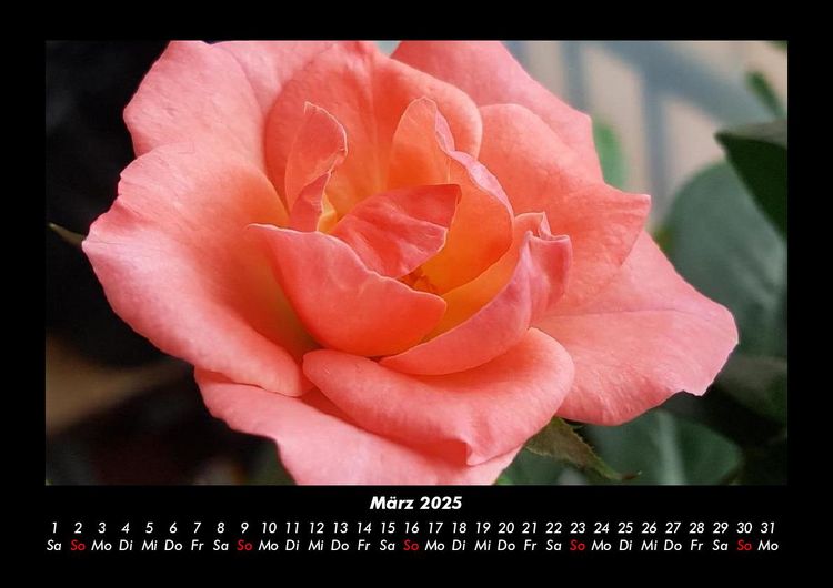 Produktbild: Blumentr&auml;ume 2025 Fotokalender DIN A3