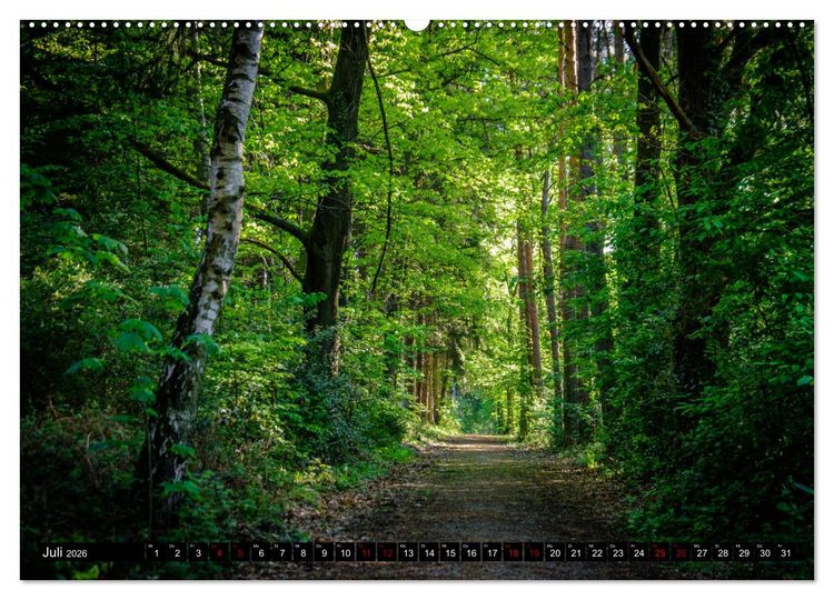 Produktbild: Wege des einfachen Gl&uuml;cks - Spazierg&auml;nge im Wald (Wandkalender 2026 DIN A2 quer), CALVENDO Monatskalender