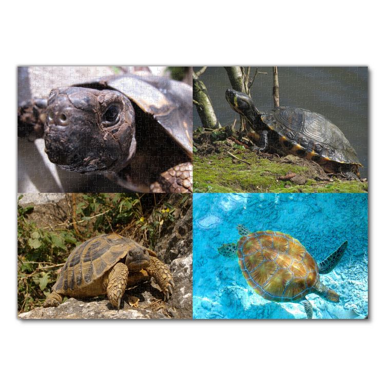 Produktbild: Lais Puzzle Collage Schildkr&ouml;te 1000 Teile