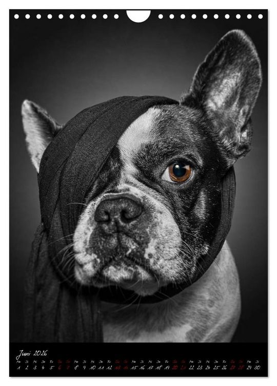 Produktbild: Hunde-Augen-Blicke (Wandkalender 2026 DIN A4 hoch), CALVENDO Monatskalender