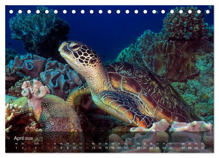 Produktbild: Schildkr&ouml;ten des Ozeans (Tischkalender 2026 DIN A5 quer), CALVENDO Monatskalender