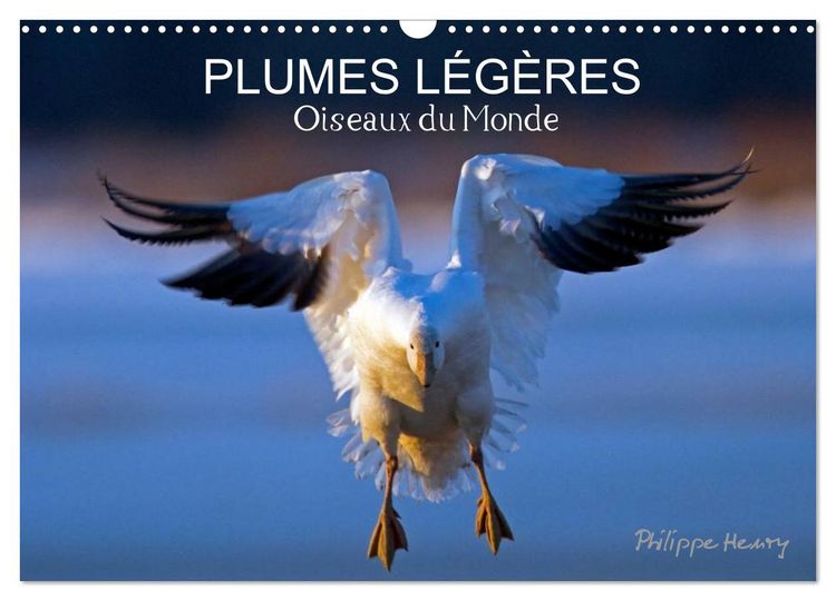 Produktbild: PLUMES L&Eacute;G&Egrave;RES. Oiseaux du Monde (Calendrier mural 2026 DIN A3 vertical), CALVENDO calendrier mensuel