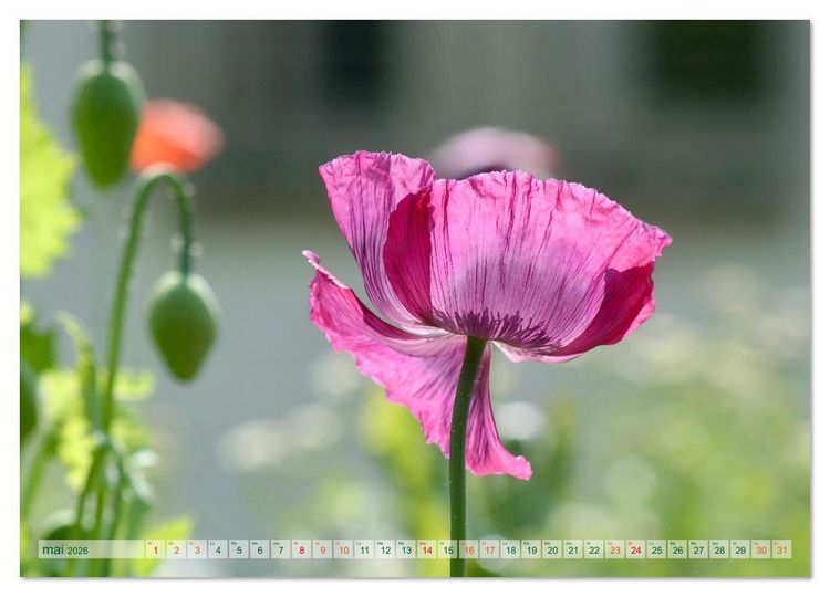 Produktbild: DES FLEURS ENCHANTERESSES (Calendrier mural 2026 DIN A2 vertical), CALVENDO calendrier mensuel