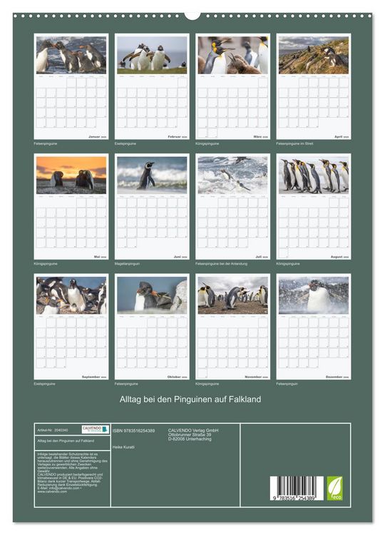 Produktbild: Alltag bei den Pinguinen auf Falkland (hochwertiger Premium Wandkalender 2026 DIN A2 hoch), Kunstdruck in Hochglanz