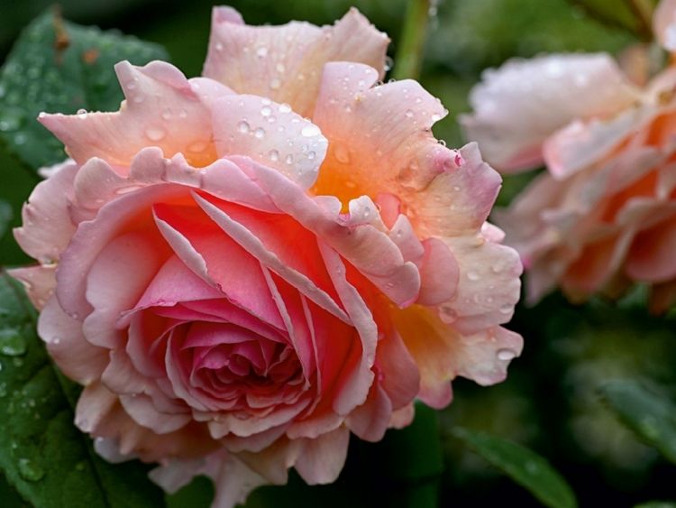 Produktbild: Englische Rose im Regen (Puzzle)
