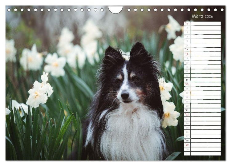 Produktbild: Shetland Sheepdogs Blacky, Anry, Mojo 2026 (Wandkalender 2026 DIN A4 quer), CALVENDO Monatskalender