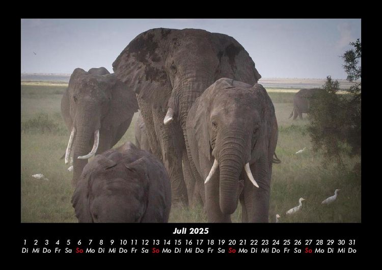 Produktbild: Elefanten 2025 Fotokalender DIN A3