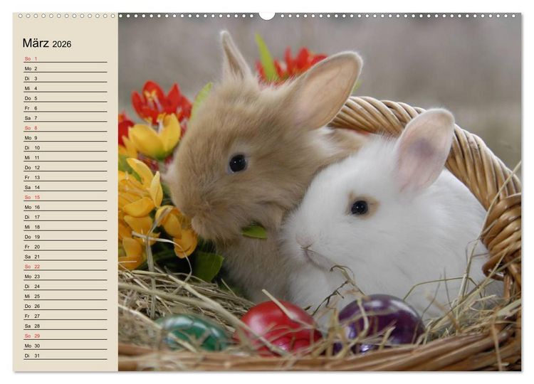 Produktbild: Kaninchen und Hasen (Wandkalender 2026 DIN A2 quer), CALVENDO Monatskalender