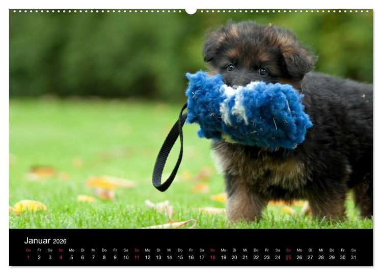 Produktbild: Deutscher Sch&auml;ferhund - Welpen (hochwertiger Premium Wandkalender 2026 DIN A2 quer), Kunstdruck in Hochglanz